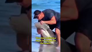 This Man Saved a Shark’s Life😳😍  Would You Risk It  Bravery or Madness shark rescue [upl. by Cara633]