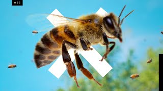 Bees are going extinctbut not the ones you think [upl. by Marijn]