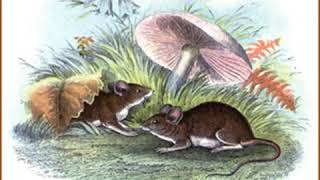 Whitefoot the Wood Mouse by Thornton W BURGESS read by Jill Engle  Full Audio Book [upl. by Adnarem136]