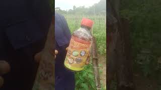 Insecticide for tomato plants [upl. by Einattirb]