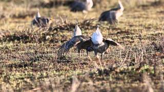 Sharptailed Grouse Lek [upl. by Divadleahcim]