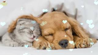 Relaxing Music For Puppies 🐶 Calm And Relax Your Dog ❤️ Sleep Instantly [upl. by Noiro870]