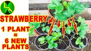 How to multiply strawberries plants simplest way [upl. by Liag]