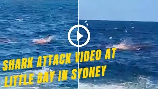 Shark attack VIDEO at Little Bay In Sydney – Swimmer Killed in Sydney Shark Attack [upl. by Malan]