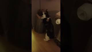 Orvokki robbed my mom cat funny [upl. by Nilson]