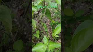 Amazing Camphor Basil nature shortsvideo leaves puja [upl. by Noma564]