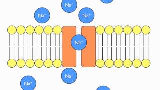 Facilitated Diffusion Animation [upl. by Kral118]