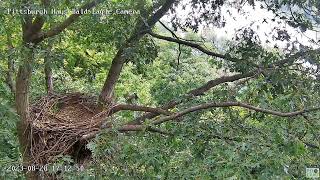 Hays Eagles Flock of European Starlings migrating past the nest 08282023 1712 [upl. by Forta]