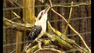 Lachender Hans im Zoo Parc OVERLOON lacht [upl. by Erfert439]