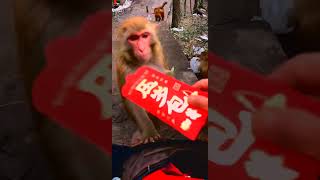 4 Crazy Things I Discovered About Baby Monkeys [upl. by Aekahs251]