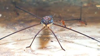 Water Spider Gerridae Ants disturbing yoitubevideo wildlifeanimals insects insectopedia123 [upl. by Lemrahs613]