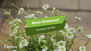 Moos Steinbrech Tipps zur Pflanzung und Pflege [upl. by Nicol]