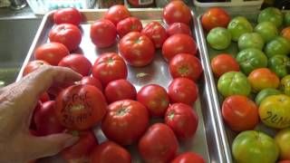 GREEN TOMATOES EASY WAY TO RIPEN  TIP IN DESCRIPTION BOX OAG [upl. by Cozza]