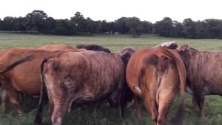 F1 BrafordTigerstripe Cows [upl. by Graves]