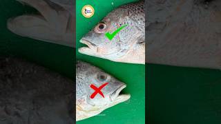 How to identify fresh fish  4 tips [upl. by Elleivad]