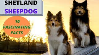 The Shetland Sheepdog  Watch before Getting One 10 Fascinating Facts [upl. by Odlo]