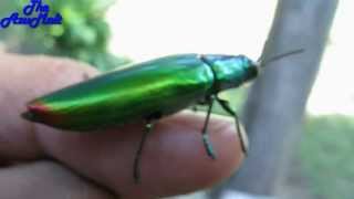 AMAZING Beautiful Jewel Beetle [upl. by Penn]