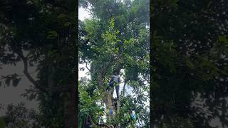 Rukh 🌳 Bata Jharyo😱 minivlog vlog [upl. by Ventura548]