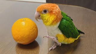 White bellied Caique Sounds  Caique Parrot Talking  Caique Parrot Dancing amp Playing [upl. by Britton872]