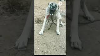 dog barking sounds on youtube dog barking sounds for 1 hour  pets dog barking sounds for 10 hours [upl. by Ydwor]