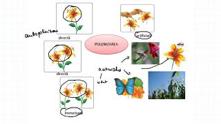 REPRODUCEREA LA PLANTE POLENIZAREA ȘI FECUNDAȚIA [upl. by Bora]