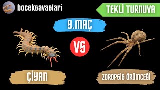 TEKLİ TURNUVA  ÇİYAN VS ZOROPSİS ÖRÜMCEĞİ  9MAÇ [upl. by Ormiston534]