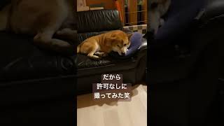 ソファ大好きくうたんです🤭 shiba 柴犬との暮らし 柴犬の日常 柴ちゃん 柴好き [upl. by Enovaj]