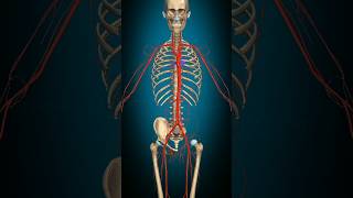 internalorgans anatomy humanbody doctor organsystem skeleton shoertsvideo viralediting [upl. by Arodnahs]