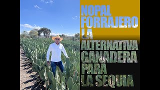 Nopal FORRAJERO Una alternativa GANADERA para la sequía [upl. by Philbrook]