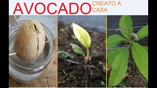 FACILE PIANTARE AVOCADO IN 2 MODI DIVERSI come creare una pianta davocado PLANT AVOCADO [upl. by Onairpic]