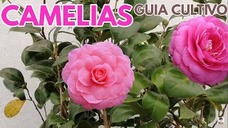 camelias cuidados y cultivo CHUYITO JARDINERO [upl. by Englis]