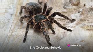 Goliath Birdeater The Giant of the Spider World [upl. by Fay442]