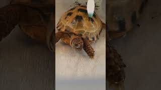 Trunky the Horsefield Tortoise family cares for me veronikakoleva2372 shorts family pets care [upl. by Ozmo]