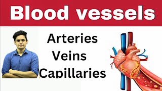 artery vein and capillary function💓  difference between arteries and veins and capillaries [upl. by Nalim]