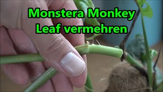 Monstera Monkey Leaf vermehren  So klappt es garantiert mit dem Ableger [upl. by Giwdul954]