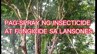 PAG SPRAY NG INSECTICIDE AT FUNGICIDE SA LANSONESBUHAY PROBINSYA [upl. by Cerelly]