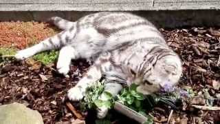 Katze auf Drogen quot Katzenminzequot  Cats on Drugs  FUNNY VIDEO [upl. by Nirel]