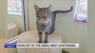 PAWS Chicago Pet of the Week Meet Hawthorne [upl. by Lamberto]