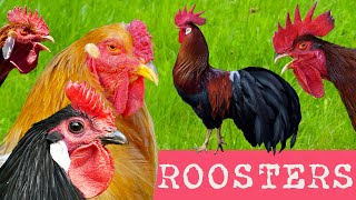 DIVERSITY OF CHICKENS 65 different breeds of chickens  Comparison with crowing roosters examples [upl. by Adnohsel]