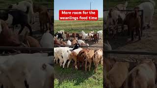 Moved the weanlings feeders outside to give them more room to eat goats goatfarming [upl. by Bulley958]