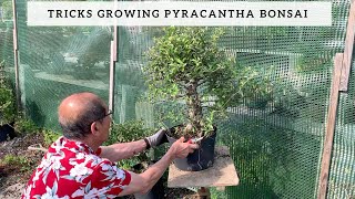 Tricks Growing Pyracantha Bonsai [upl. by Kreg]