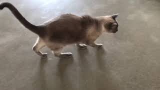 Diabetic Cat Walking with Dropped Hocks  Feline Neuropathy [upl. by Hamlani]