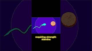 The Acrosome Reaction Sperms Epic Journey [upl. by Euphemie]