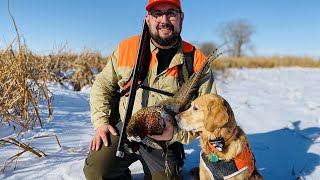 Late Season Pheasant Hunting with First Time Flushers  The Flush Season 11 Episode 8 [upl. by Emoryt]