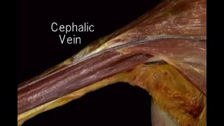 ANATOMIE FMPM VASCULARISATION ARTERIELLE M SUP DISS [upl. by Kcirredal80]