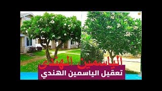 زراعة الياسمين الهندى Plumeria acutifolia [upl. by Annayrb]