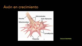 Clase Nº 8 Ontogenia del sistema nervioso Parte 25 [upl. by Heigl832]