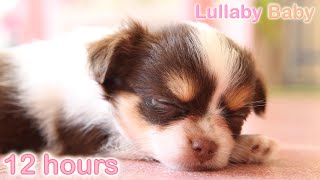 ☆ 12 HOURS ☆ Puppy Sleeping Music ♫ ☆ RELAXING MUSIC ☆ Sleep music for dogs ♫ Calm Dog [upl. by Lanrev]