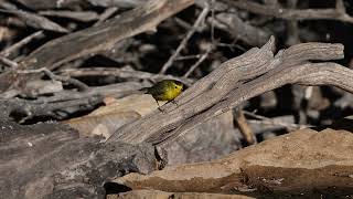 Wilsons Warbler at Ash Canyon Bird Sanctuary Arizona Apr 2024 [upl. by Volpe]