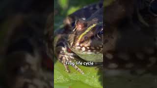 frog life cycle [upl. by Bej51]